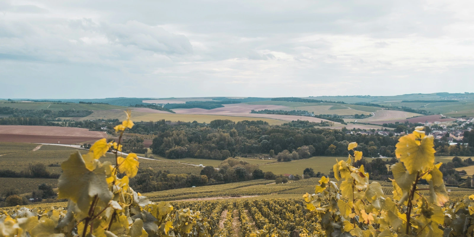 Les Débouchés du BUT MMI en Alternance