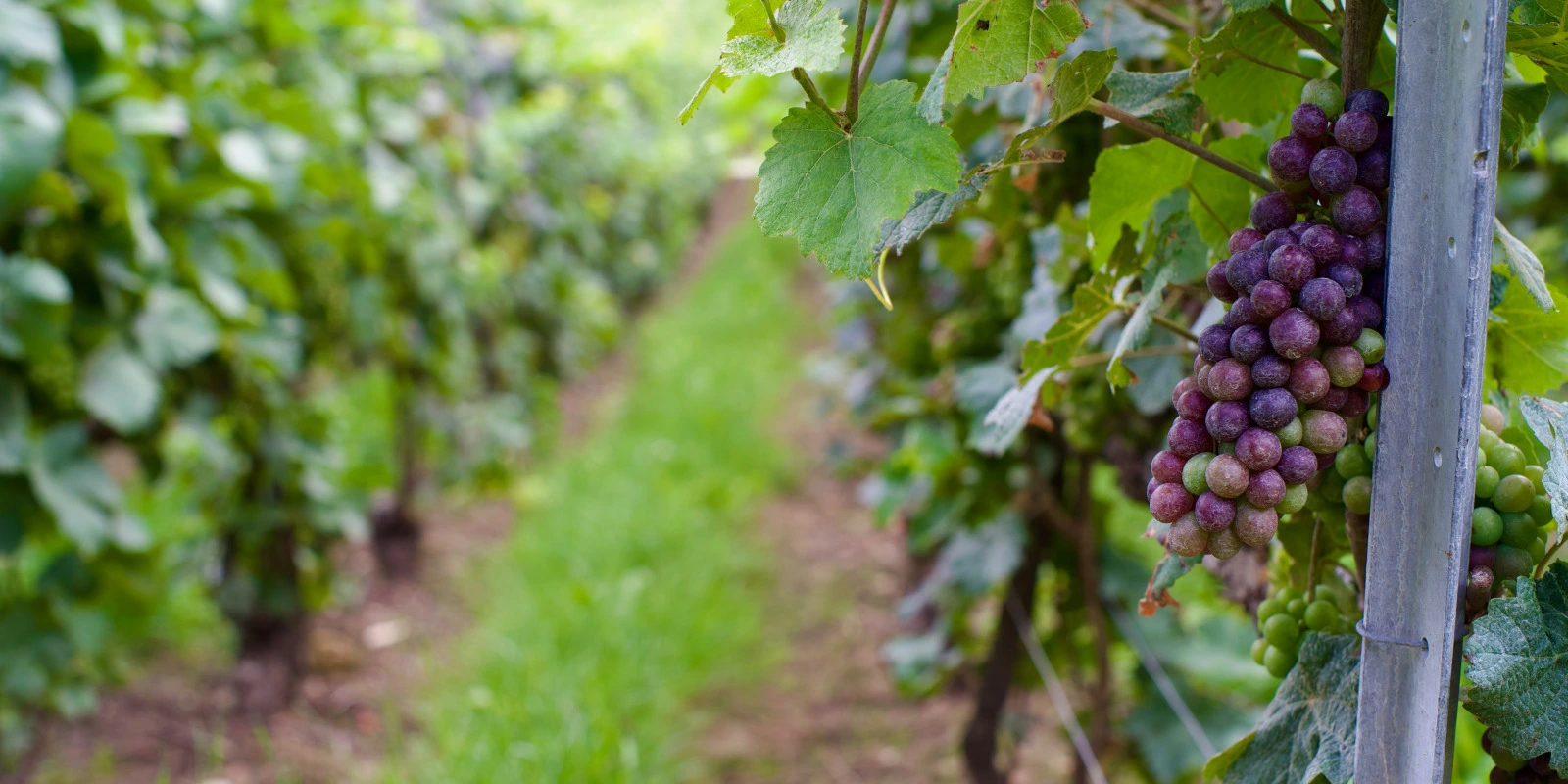 Pourquoi Choisir le BUT MMI (Métiers du Multimédia et de l'Internet)